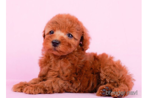 成約済の東京都のトイプードル-225165の3枚目